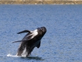 Long-finned Pilot Whale