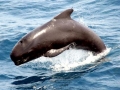 Long-finned Pilot Whale