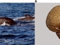 Long-finned Pilot Whale