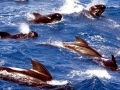 Long-finned Pilot Whale