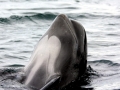 Long-finned Pilot Whale