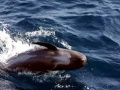 Long-finned Pilot Whale