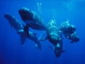 Long-finned Pilot Whale