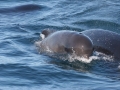 Long-finned Pilot Whale