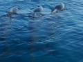 Long-finned Pilot Whale