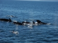 Long-finned Pilot Whale