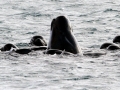 Long-finned Pilot Whale