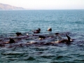 Long-finned Pilot Whale
