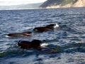 Long-finned Pilot Whale