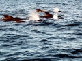 Long-finned Pilot Whale