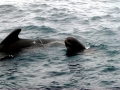 Long-finned Pilot Whale