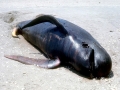 Long-finned Pilot Whale
