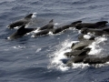 Long-finned Pilot Whale