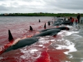 Long-finned Pilot Whale