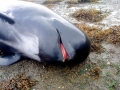 Long-finned Pilot Whale