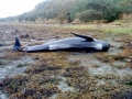 Long-finned Pilot Whale