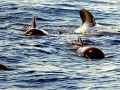Long-finned Pilot Whale