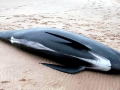 Long-finned Pilot Whale