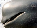 Long-finned Pilot Whale