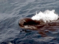 Long-finned Pilot Whale