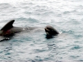 Long-finned Pilot Whale