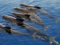 Long-finned Pilot Whale
