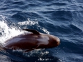 Long-finned Pilot Whale
