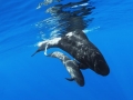 Long-finned Pilot Whale