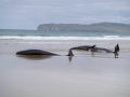 Long-finned Pilot Whale