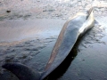 Long-finned Pilot Whale