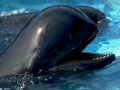 Long-finned Pilot Whale