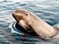 Long-finned Pilot Whale