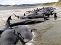 Long-finned Pilot Whale