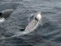 Long-finned Pilot Whale