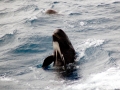 Long-finned Pilot Whale