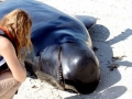 Long-finned Pilot Whale