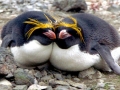 Macaroni Penguin