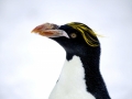 Macaroni Penguin