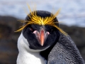 Macaroni Penguin