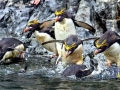 Macaroni Penguin