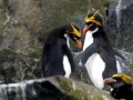 Macaroni Penguin