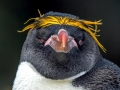 Macaroni Penguin