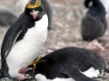 Macaroni Penguin