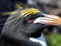 Macaroni Penguin