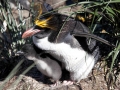 Macaroni Penguin