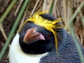 Macaroni Penguin