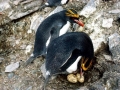 Macaroni Penguin