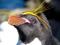 Macaroni Penguin