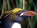 Macaroni Penguin