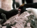 Macaroni Penguin